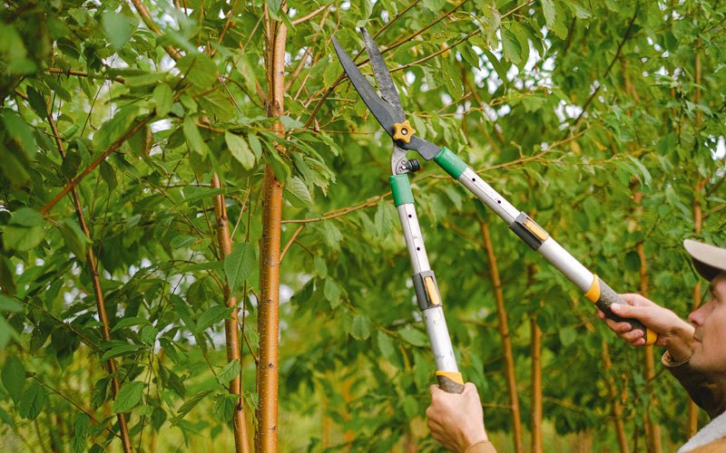 Tree trimming in Greenbush, MI