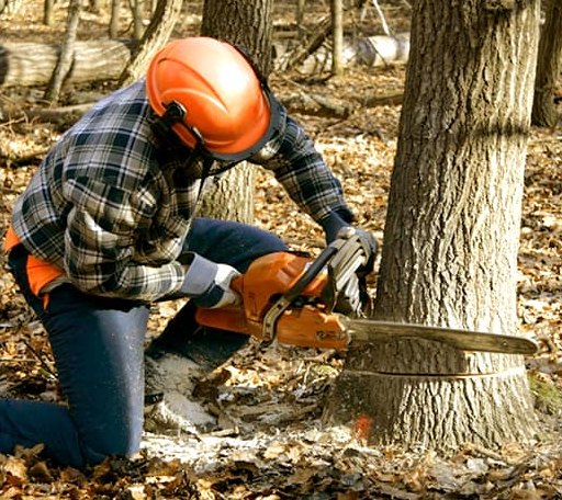 Tree Removal in Greenbush, MI